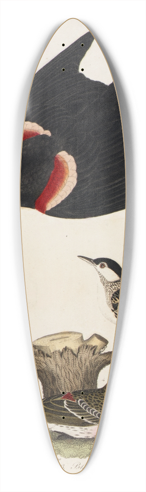 Alexander Lawson - 1. Red-winged Starling. 2. Female. 3. Black-poll Warbler. 4. Lesser Red-poll 39.3 inch art pintail longboard deck