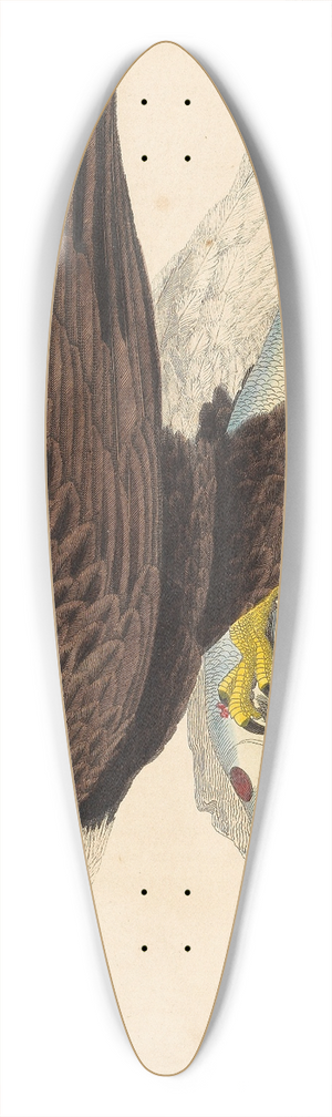 Alexander Wilson - White-headed Eagle 39.3 inch art pintail longboard deck