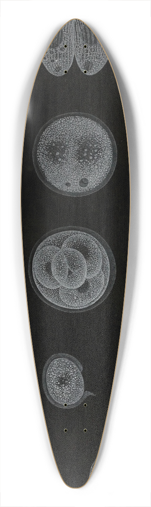 Alfred Frdol - Dveloppement dun Infusoire 39.3 inch art pintail longboard deck Alfred Frdol - Dveloppement dun Infusoire 39.3 inch art pintail longboard deck