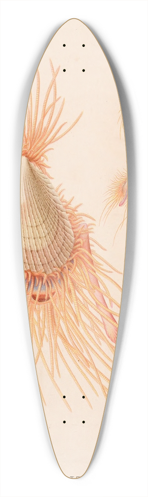 Alfred Frdol - Lima tenera 39.3 inch art pintail longboard deck