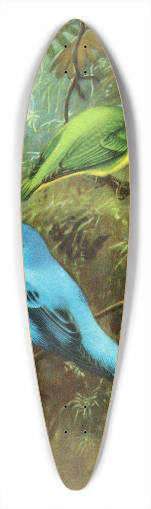 Allan Brooks - Costa Rican tanager and lovely cotinga 39.3 inch art pintail longboard deck