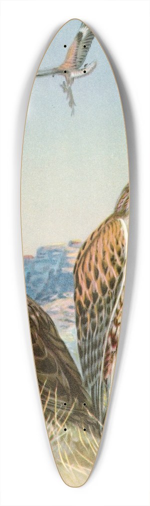 Allan Brooks - Ferruginous rough-legged hawk 39.3 inch art pintail longboard deck