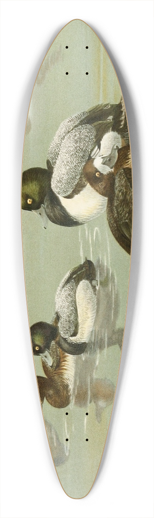 Allan Brooks - Lesser Scaup Duck, Scaup Duck 39.3 inch art pintail longboard deck
