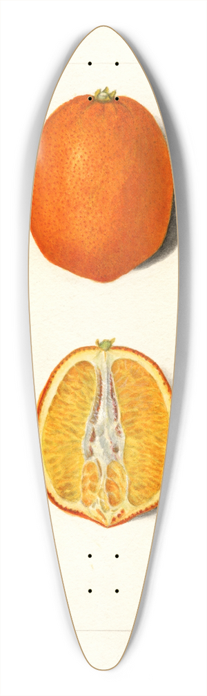 Amanda Almira Newton - Citrus sinensis 39.3 inch art pintail longboard deck Amanda Almira Newton - Citrus sinensis 39.3 inch art pintail longboard deck