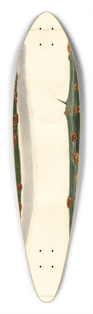 Amanda Almira Newton - Citrus sinensis 39.3 inch art pintail longboard deck