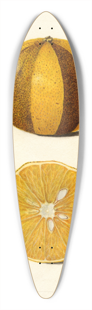 Amanda Almira Newton - Citrus sinensis 39.3 inch art pintail longboard deck Amanda Almira Newton - Citrus sinensis 39.3 inch art pintail longboard deck