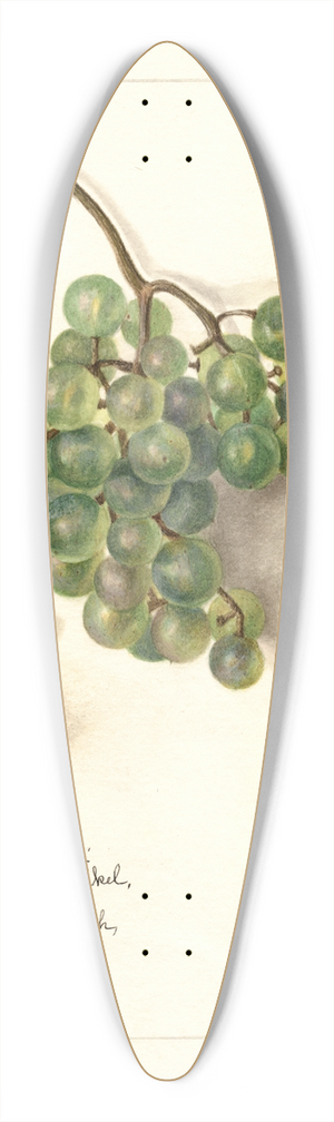 Amanda Almira Newton - Vitis: White Southern 39.3 inch art pintail longboard deck