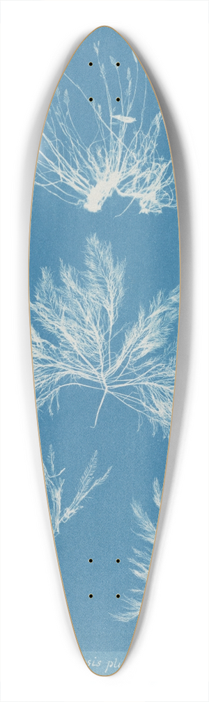 Anna Atkins - Bryopsis plumosa 39.3 inch art pintail longboard deck