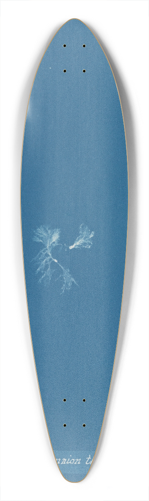 Anna Atkins - Callithamnion thuyoides 39.3 inch art pintail longboard deck