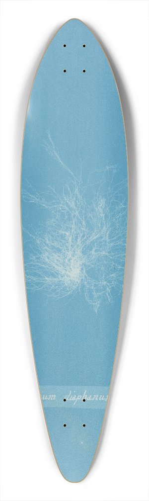 Anna Atkins - Ceramium diaphanum 39.3 inch art pintail longboard deck