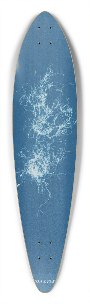 Anna Atkins - Chondrus crispus var. 39.3 inch art pintail longboard deck