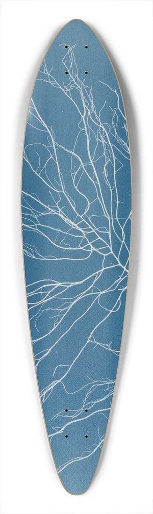 Anna Atkins - Chordaria flagelliformis. 39.3 inch art pintail longboard deck
