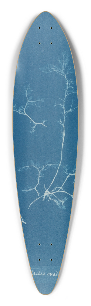 Anna Atkins - Chylocladia ovalis 39.3 inch art pintail longboard deck
