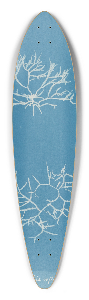 Anna Atkins - Chylocladia reflexa 39.3 inch art pintail longboard deck