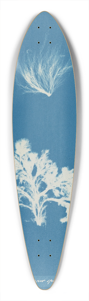 Anna Atkins - Conferva arcta; the three upper specimens in the young state 39.3 inch art pintail longboard deck