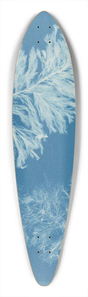 Anna Atkins - Conferva gracilis 39.3 inch art pintail longboard deck