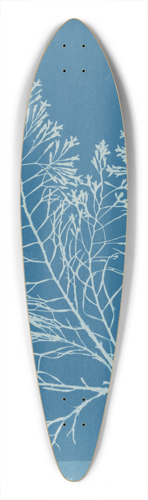 Anna Atkins - Cystoseira granulata 39.3 inch art pintail longboard deck