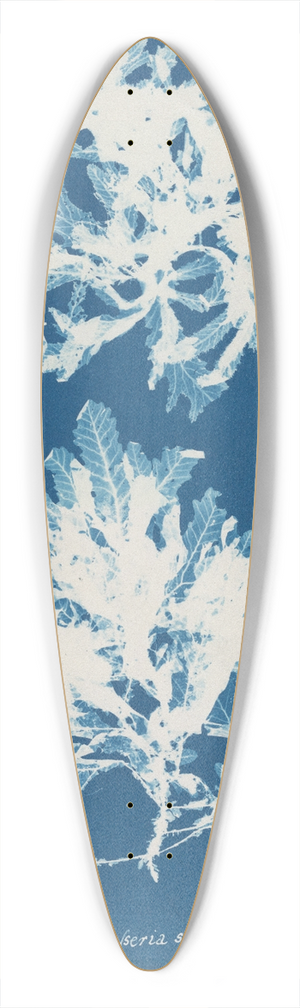 Anna Atkins - Delesseria sinuosa 39.3 inch art pintail longboard deck