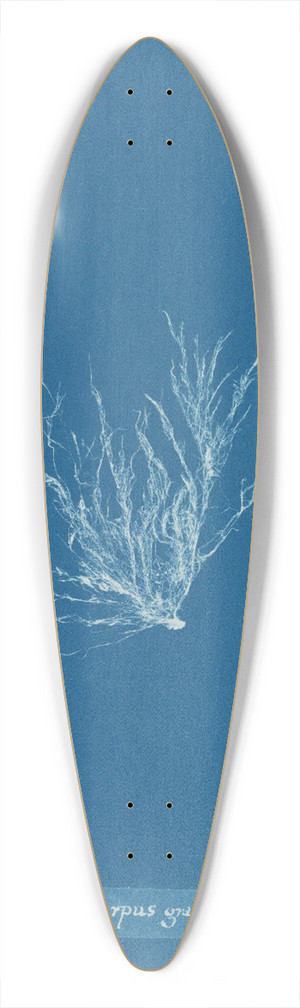 Anna Atkins - Ectocarpus granulosus 39.3 inch art pintail longboard deck
