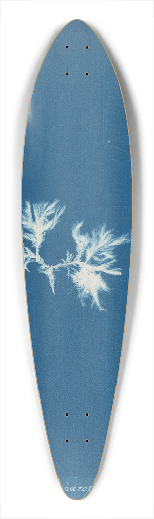 Anna Atkins - Ectocarpus sphaerophorus 39.3 inch art pintail longboard deck