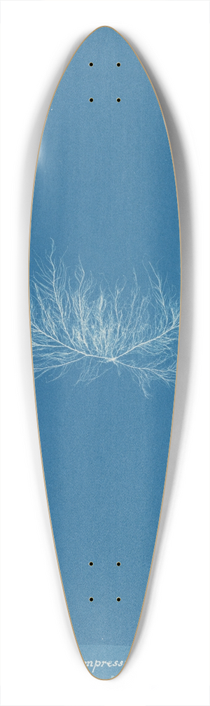 Anna Atkins - Enteromorpha compressa var. 39.3 inch art pintail longboard deck