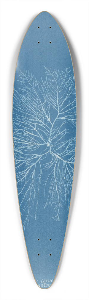Anna Atkins - Gelideum corneum var. pinnatum 39.3 inch art pintail longboard deck