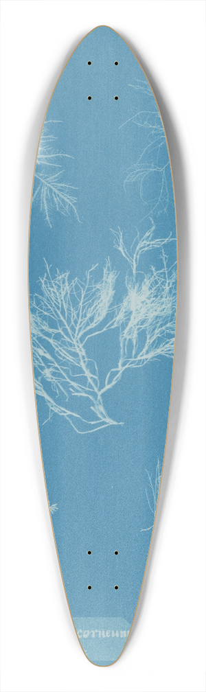 Anna Atkins - Gelidium corneum vars. 39.3 inch art pintail longboard deck