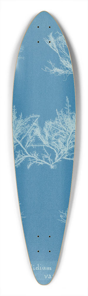 Anna Atkins - Gelidium corneum vars 39.3 inch art pintail longboard deck