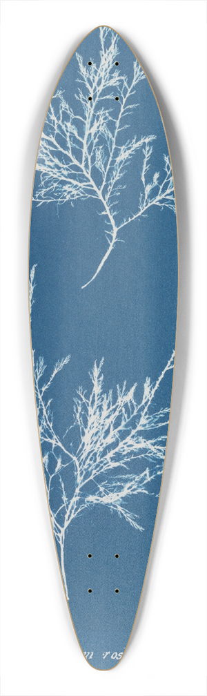 Anna Atkins - Gelidium rostratum 39.3 inch art pintail longboard deck