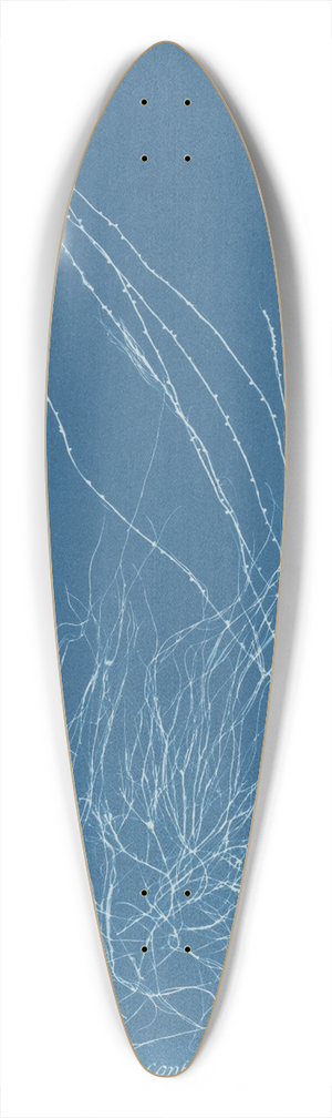 Anna Atkins - Gigartina confervoides 39.3 inch art pintail longboard deck