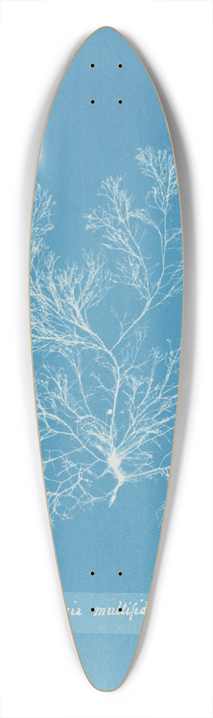 Anna Atkins - Griffithsia multifida 39.3 inch art pintail longboard deck