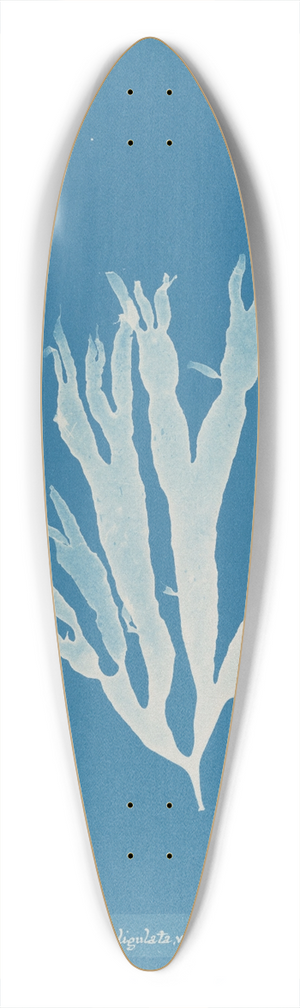 Anna Atkins - Halymenia ligulata var. latifolia 39.3 inch art pintail longboard deck