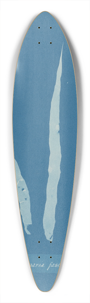 Anna Atkins - Laminaria fascia 39.3 inch art pintail longboard deck