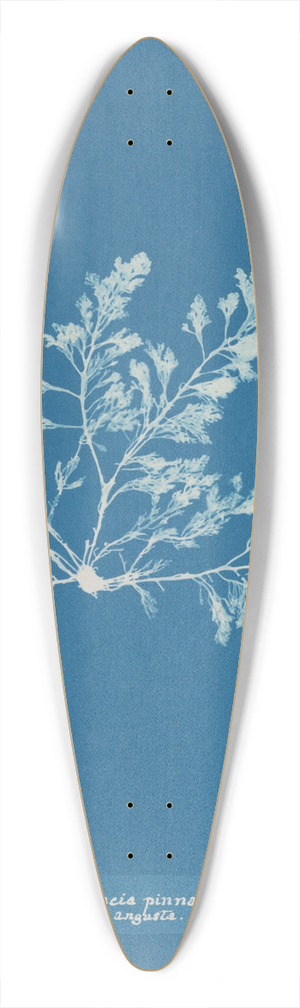 Anna Atkins - Laurencia pinnatifida var. angusta 39.3 inch art pintail longboard deck
