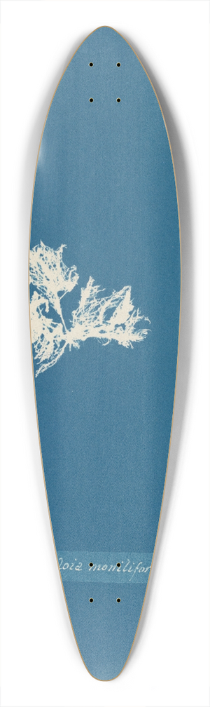 Anna Atkins - Mesogloia moniliformis. 39.3 inch art pintail longboard deck