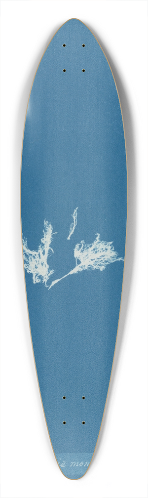 Anna Atkins - Mesogloia moniliformis 39.3 inch art pintail longboard deck