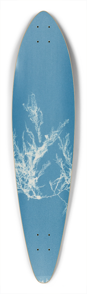 Anna Atkins - Polysiphonia byssoides. 39.3 inch art pintail longboard deck