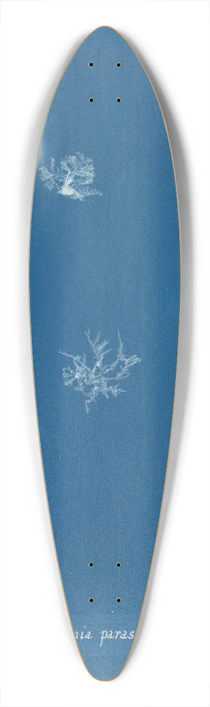 Anna Atkins - Polysiphonia parasitica 39.3 inch art pintail longboard deck