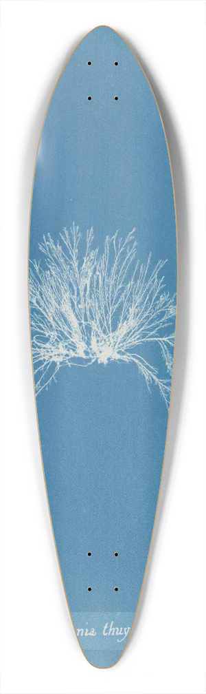 Anna Atkins - Polysiphonia thuyoides 39.3 inch art pintail longboard deck