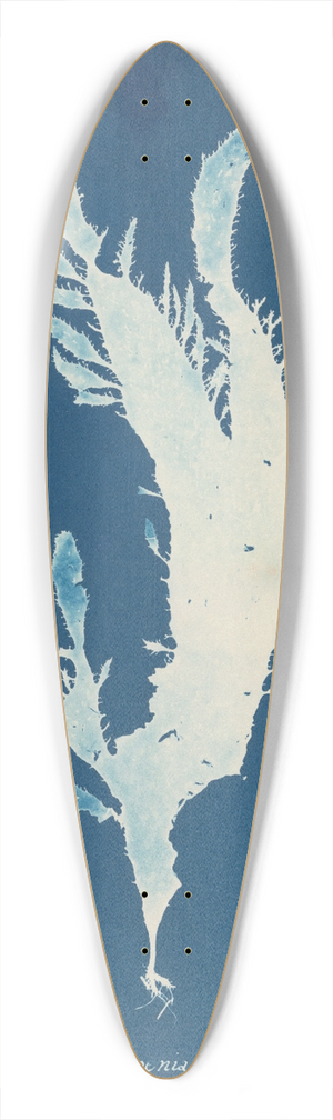 Anna Atkins - Rhodomenia ciliata 39.3 inch art pintail longboard deck