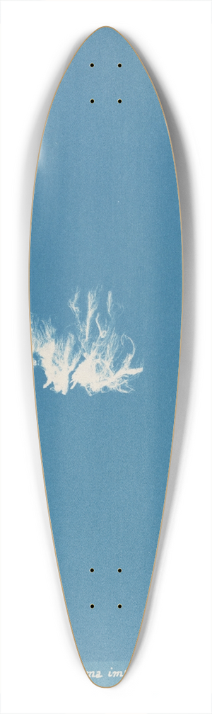 Anna Atkins - Schizonema implicatum 39.3 inch art pintail longboard deck