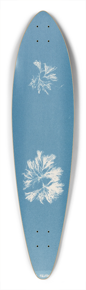 Anna Atkins - Schizonema ramosissimum 39.3 inch art pintail longboard deck