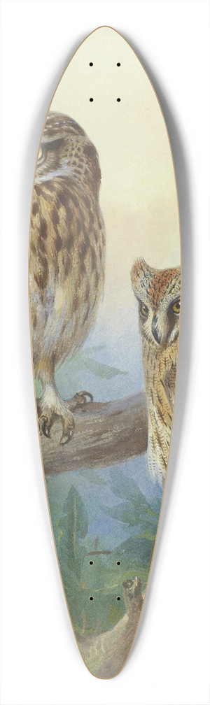 Archibald Thorburn - Little Owl And Scops Owl 39.3 inch art pintail longboard deck