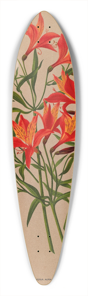 Arentina Hendrica Arendsen - Alstroemeria Aurantiaca 39.3 inch art pintail longboard deck