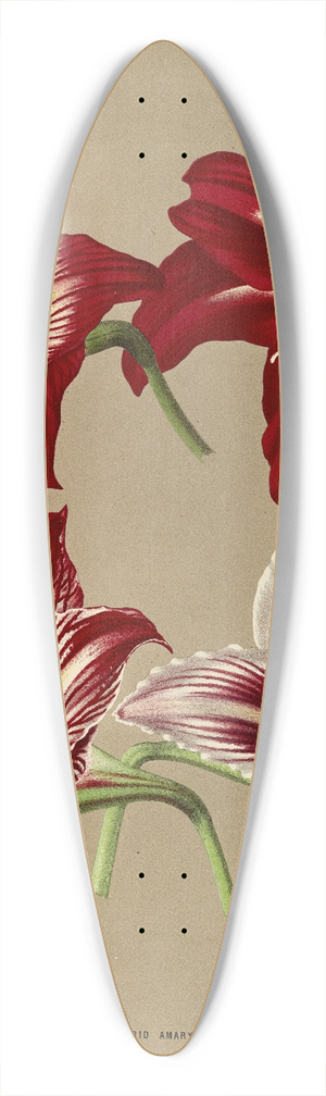 Arentina Hendrica Arendsen - Hybrid Amaryllis. 39.3 inch art pintail longboard deck