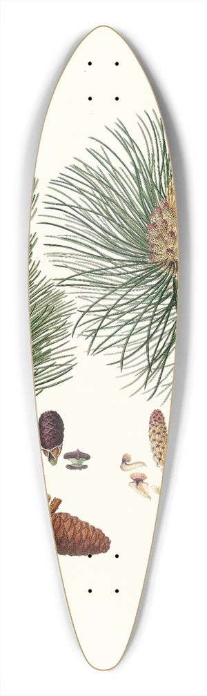 Aylmer Bourke Lambert - Pinus resinosa = Pitch pine 39.3 inch art pintail longboard deck