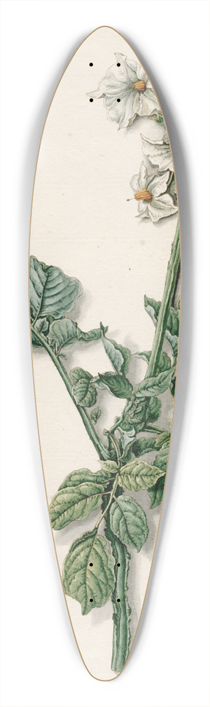 Barend Hendrik Thier - Bloeiende aardappelplant 39.3 inch art pintail longboard deck