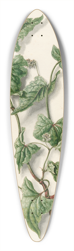 Barend Hendrik Thier - Bloeiende boekweit 39.3 inch art pintail longboard deck