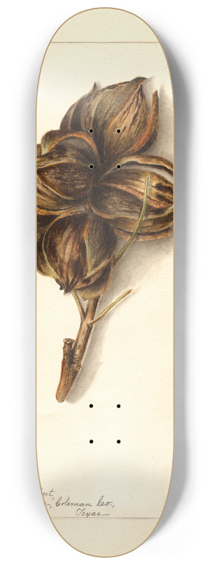 Bertha Heiges - Carya: Halberta 8.25 inch art skate deck