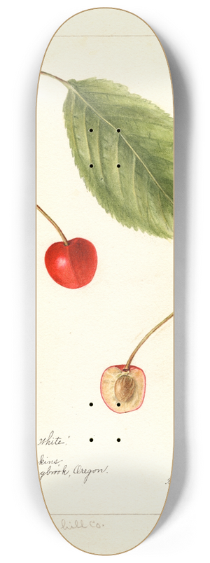 Bertha Heiges - Prunus avium: Socsany White 8.25 inch art skate deck